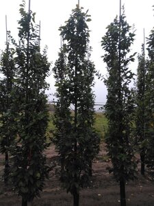 Carpinus bet. 'Lucas' 10-12 cm wortelgoed geveerd - afbeelding 5