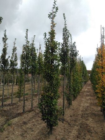 Carpinus bet. 'Lucas' 10-12 cm wortelgoed geveerd - afbeelding 4
