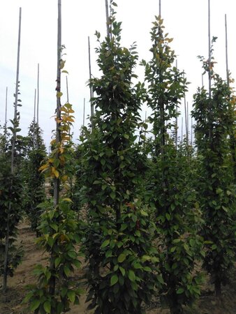 Carpinus bet. 'Lucas' 10-12 cm wortelgoed geveerd - afbeelding 6