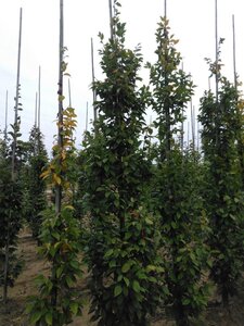 Carpinus bet. 'Lucas' 10-12 cm wortelgoed geveerd - afbeelding 6