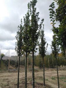 Carpinus bet. 'Lucas' 12-14 Hoogstam wortelgoed 2 X verplant - afbeelding 4