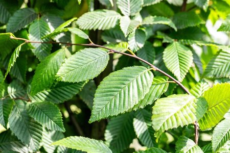 Carpinus bet. 'Lucas' 16-18 Hoogstam draadkluit 3 X verplant - afbeelding 3