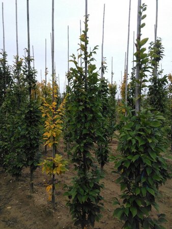 Carpinus bet. 'Lucas' 6-8 cm wortelgoed geveerd - afbeelding 4