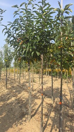 Castanea sativa 10-12 Hoogstam wortelgoed - afbeelding 3