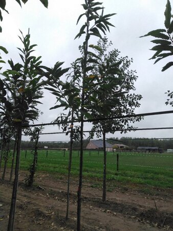 Castanea sativa 10-12 Hoogstam wortelgoed - afbeelding 5