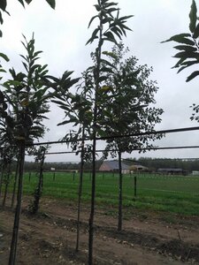 Castanea sativa 10-12 Hoogstam wortelgoed - afbeelding 5