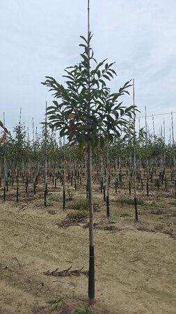 Castanea sativa 10-12 Hoogstam wortelgoed - afbeelding 4