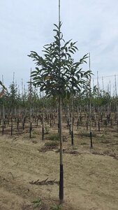 Castanea sativa 10-12 Hoogstam wortelgoed - afbeelding 4
