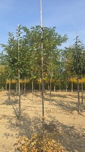 Castanea sativa 6-8 Hoogstam wortelgoed - afbeelding 3