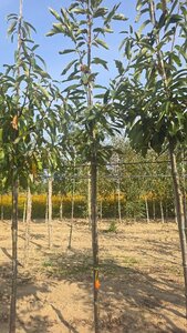 Castanea sativa 8-10 Hoogstam wortelgoed - afbeelding 3