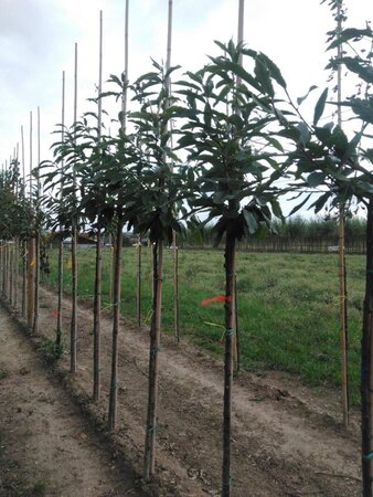 Castanea sativa 8-10 Hoogstam wortelgoed - afbeelding 4