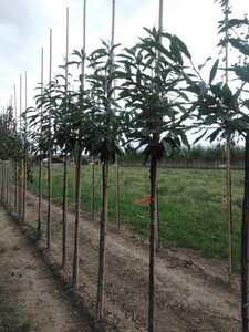 Castanea sativa 8-10 Hoogstam wortelgoed - afbeelding 4