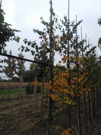 Cercidiphyllum japonicum 6-8 cm met kluit geveerd - afbeelding 1