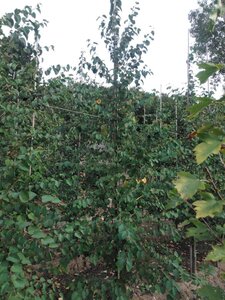 Cercidiphyllum japonicum 8-10 cm met kluit geveerd - afbeelding 3