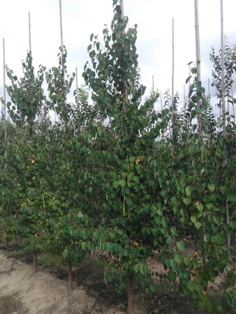 Cercidiphyllum japonicum 8-10 cm met kluit geveerd - afbeelding 2