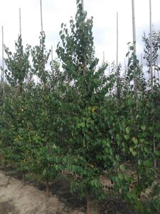 Cercidiphyllum japonicum 8-10 cm met kluit geveerd - afbeelding 2
