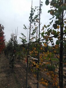 Cercidiphyllum japonicum 8-10 cm met kluit geveerd - afbeelding 1