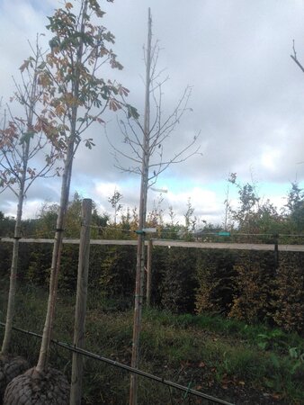 Corylus colurna 10-12 Hoogstam draadkluit - afbeelding 5