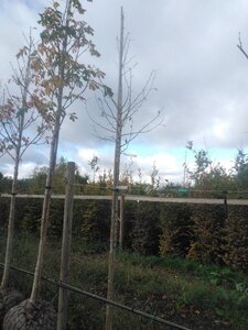 Corylus colurna 10-12 Hoogstam draadkluit - afbeelding 5