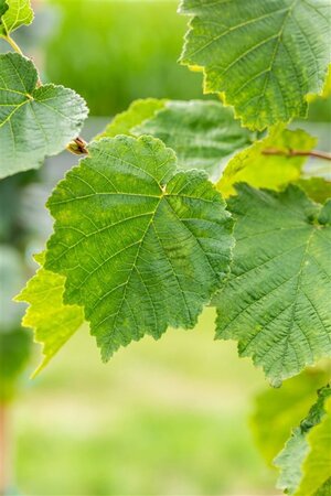 Corylus colurna 10-12 Hoogstam wortelgoed - afbeelding 3