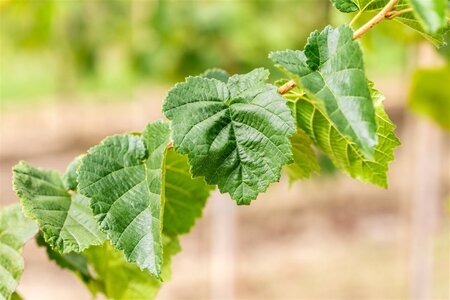 Corylus colurna 10-12 Hoogstam wortelgoed - afbeelding 4