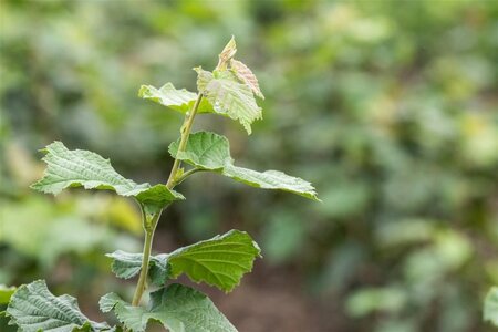 Corylus colurna 14-16 Hoogstam wortelgoed 2 X verplant - afbeelding 1