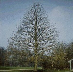 Corylus colurna 8-10 Hoogstam met kluit - afbeelding 5