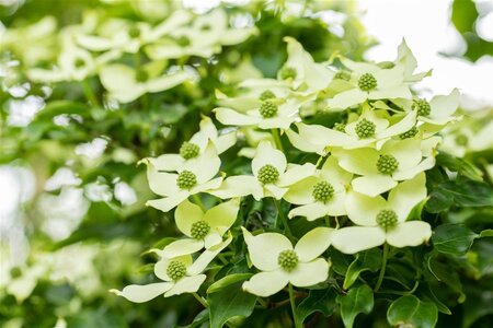 Cornus k. 'China Girl' 100-125 cm BAG - afbeelding 1