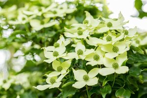 Cornus k. 'China Girl' 100-125 cm BAG - afbeelding 1