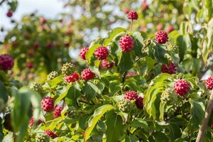 Cornus k. 'Milky Way' 100-125 cm BAG - afbeelding 1