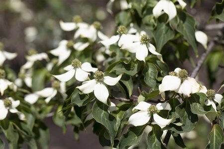 Cornus k. 'Milky Way' 100-125 cm BAG - afbeelding 3
