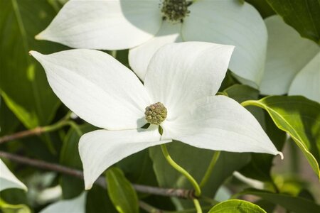 Cornus k. 'Milky Way' 150-175 cm cont. 40L - afbeelding 2