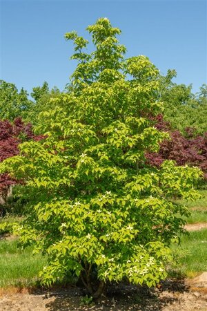 Cornus kousa 100-125 cm met kluit - afbeelding 14