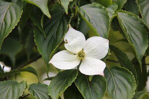 Cornus kousa 100-125 cm met kluit - afbeelding 13