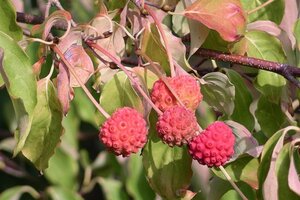 Cornus kousa 100-125 cm met kluit - afbeelding 11