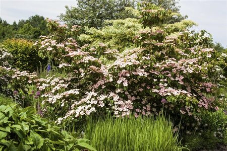 Cornus k. 'Satomi' 60-80 cm BAG struik - afbeelding 1