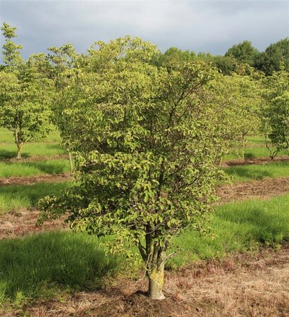 Cornus k. 'Satomi' 80-100 cm met kluit - afbeelding 2