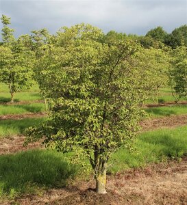 Cornus k. 'Satomi' 80-100 cm met kluit - afbeelding 2