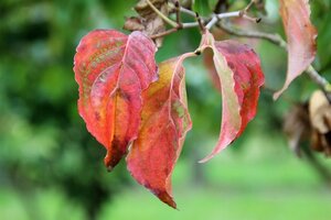 Cornus k. 'Satomi' 80-100 cm met kluit - afbeelding 3