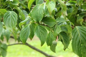 Cornus k. 'Satomi' 80-100 cm met kluit - afbeelding 6