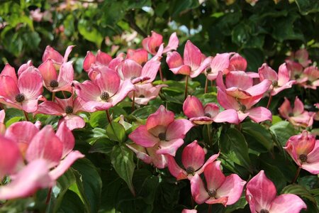 Cornus k. 'Satomi' 80-100 cm met kluit - afbeelding 7