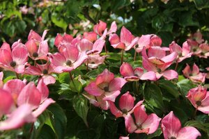 Cornus k. 'Satomi' 80-100 cm met kluit - afbeelding 7