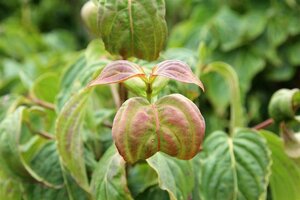 Cornus k. 'Satomi' 80-100 cm met kluit - afbeelding 8