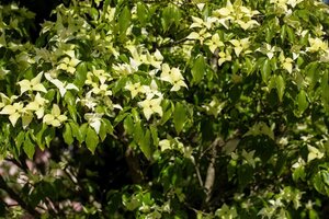 Cornus k. 'Schmetterling' (White Fountain) 60-80 cm BAG struik - afbeelding 1