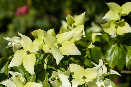 Cornus k. 'Schmetterling' (White Fountain) 60-80 cm BAG struik - afbeelding 2