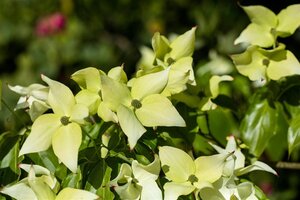 Cornus k. 'Schmetterling' (White Fountain) 60-80 cm BAG struik - afbeelding 2