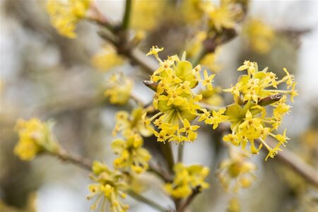 Cornus mas 6-8 cm met kluit geveerd - afbeelding 3