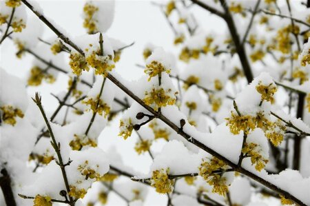 Cornus mas 6-8 cm met kluit geveerd - afbeelding 4