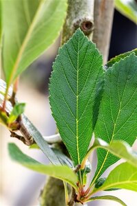 Crataegus lavalleei 'Carrierei' 12-14 Hoogstam draadkluit 2 X verplant - afbeelding 3