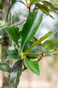 Crataegus lavalleei 'Carrierei' 12-14 Hoogstam draadkluit 2 X verplant - afbeelding 4